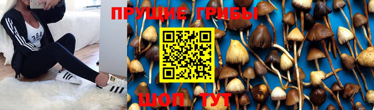 Галлюциногенные грибы Psilocybe Череповец
